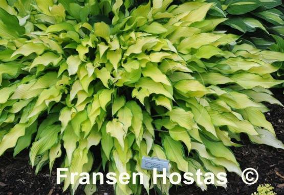 Hosta Pineapple Upsidedown Cake